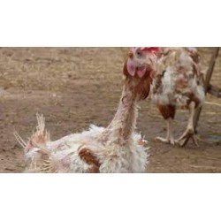 Abattage vieilles poules