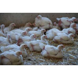 Poulet Blanc JA757