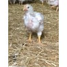 Poulet Blanc JA957